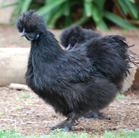 Silkie Black Silkie Chicken Silkie Chickens Fancy Chickens