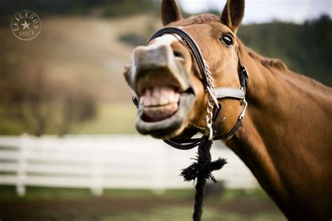 Horse Being Silly Horses Weird Animals Horse Pictures