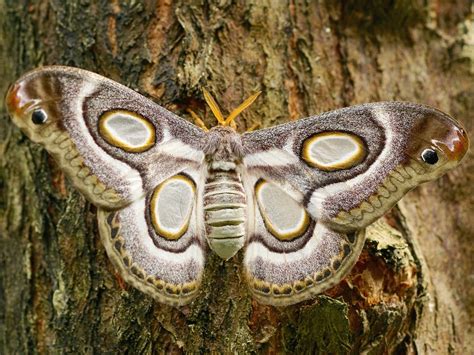 Butterflies And Moths Matter Heres How You Can Help Them Kathryn