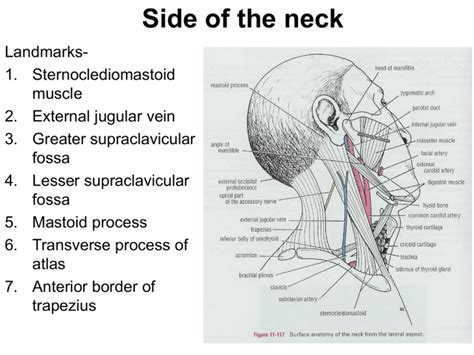 Side Of The Neck
