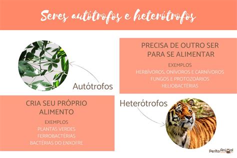 Organismos Autótrofos E Heterótrofos Realizam Processos Complementares