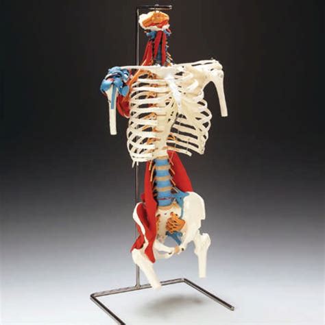 The oblique abdominal muscles did not show any or little effects when lifting a foot or being in the base position, while all other muscles demonstrate a continuous increase. Skeletal Torso Model with Muscles VC126 | AnatomyStuff.co.uk