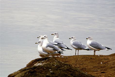 Sea Gulls At Waters Edge Free Stock Photo Public Domain Pictures