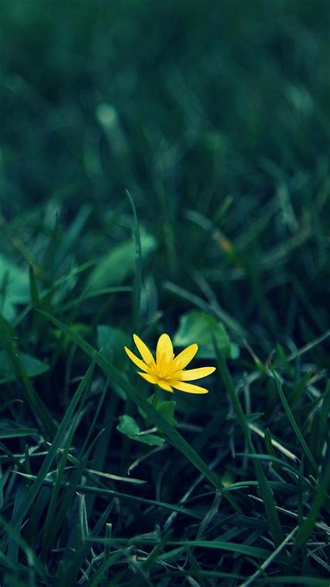 Nature Little Yellow Flower Green Grassland Blur Background Iphone 8