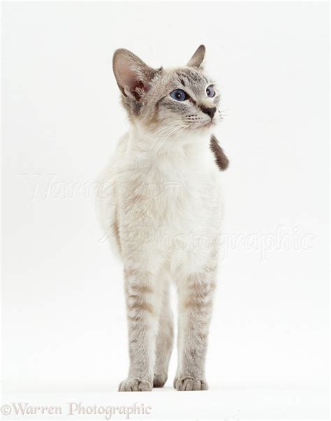 Siamese Cat Lilac Point British Shorthair