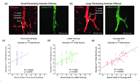 A Sma Content And Pericyte Coverage Extend Further Along Larger