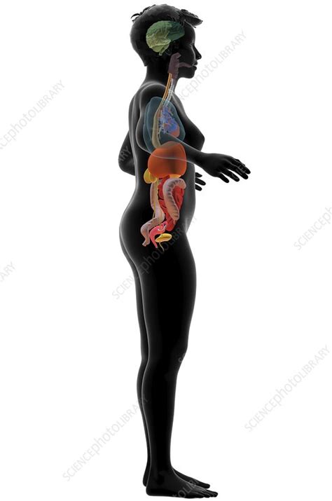 Female Lower Back Anatomy Internal Organs Human Body Organs Diagram