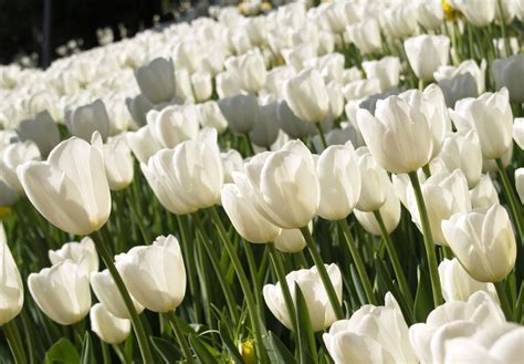 Hình ảnh Hoa Tulip Trắng Và ý Nghĩa Của Hoa Tulip Màu Trắng Tạp Chí