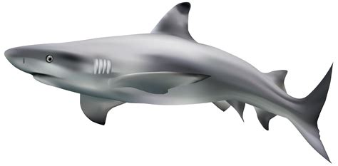Shark High Resolution Clipart Transparent Png Useful Search For Cliparts