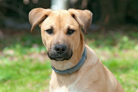 Black Mouth Cur Dog Breed Information And Characteristics Daily Paws