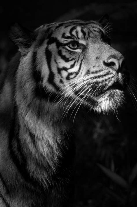 397 Best Black And White Photography Images On Pinterest