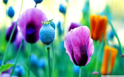 Hd Purple Poppies Wallpaper Download Free 79724