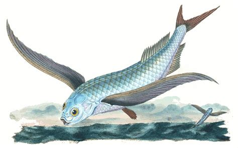 Tropical Two Wing Flyingfish Exocoetus Volitans Animalsaquaticfish