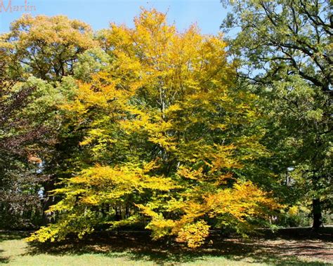American Beech Tree Fagus Grandifolia North American