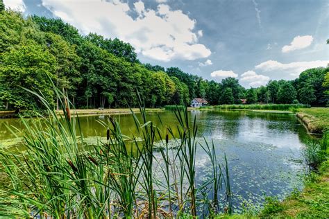 A Summer Pond View On The Pond At Nieuwenhoven Belgium Flickr