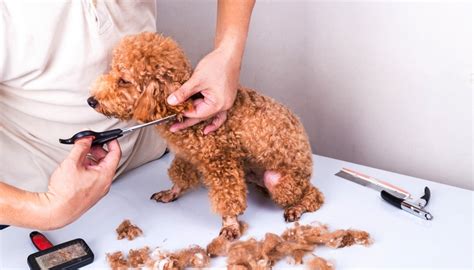 If you're under 30, you may pay a bit less. Dog Grooming Prices: How Much Does It Cost to Groom a Dog ...