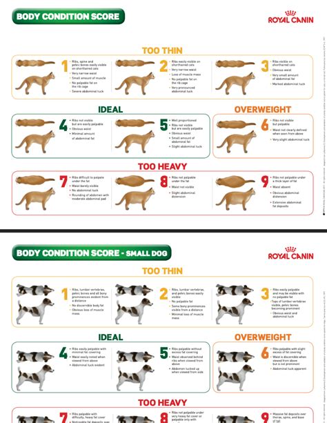 Body Condition Score Chart Highlands Veterinary Hospital