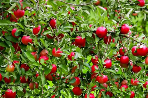 Dwarf Fruit Trees For Zone 9b Growing Fruit Trees In Zone 9 Fruits