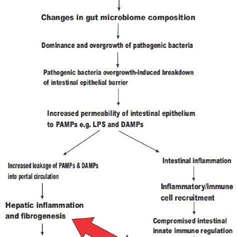 An Illustration Of The Stages Involved In Gut Dysbiosis And Its Role In