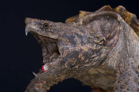 Top 10 Alligator Snapping Turtle Macrochelys Temminckii Facts