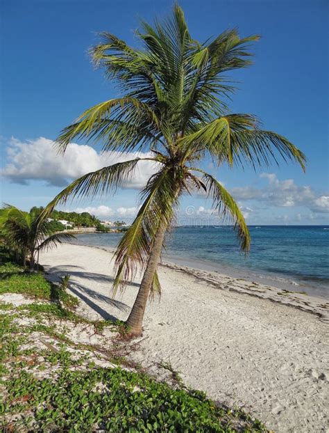 Caribbean beach scenery stock photo. Image of leeward - 35348968
