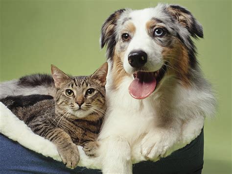 Cats Vs Dogs Which Pet Is Smarter Ny Daily News