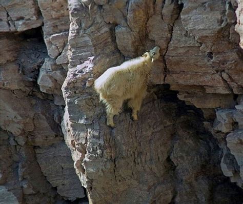 22 Photos That Prove Mountain Goats Are Crazy Af Pulptastic