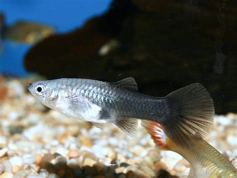 Kepala bkn bima haria wibisana menjelaskan soal sumber gaji pns dan gaji pppk hasil rekrutmen 2021. Gaji Uppkb / Beginners Guide to Livebearers - INJAF ...