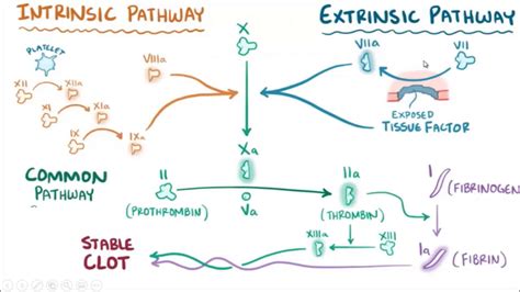 Intrinsic pathway the intrinsic pathway is activated by trauma inside the vascular system, and is activated by platelets, exposed endothelium, chemicals, or collagen. clotting mechanism ) intrinsic and extrinsic pathway of ...