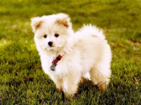 Pomeranian Poo Puppies Pomapoo Pomeranian Poodle Mix Info Temperament