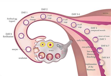 Ovulation Process Day By Day