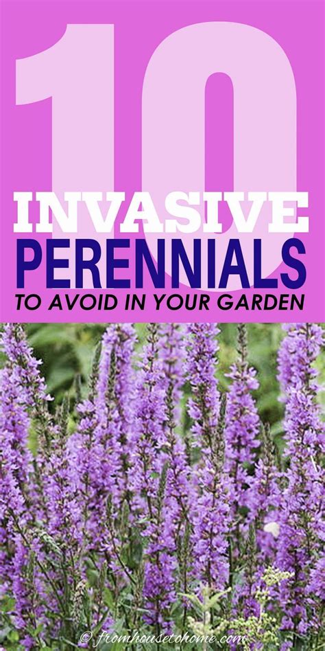 Invasive Plants 10 Beautiful But Invasive Perennials You Do Not Want