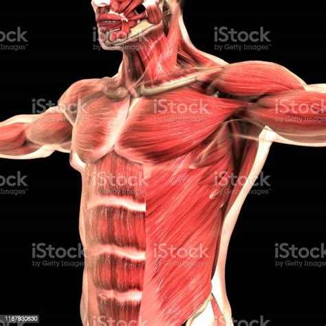 Anatomia Del Sistema Muscolare Del Corpo Umano Fotografie Stock E