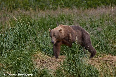 6834 Kodiak Bear Katmai National Park Alaska Dennis Skogsbergh
