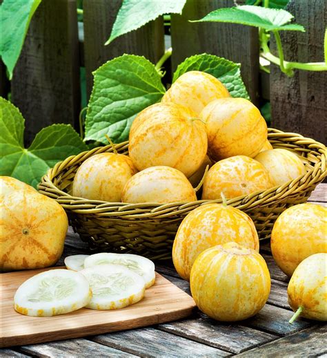Lemon Cucumber 30 Seeds Heirloom Non Gmo Rare Crispy Sweet Etsy