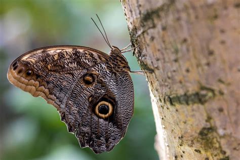Owl Butterfly Insect Facts A Z Animals