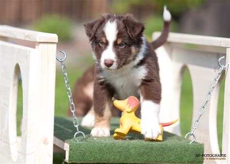 Aussie Welpe Foto And Bild Tiere Haustiere Hunde Bilder Auf Fotocommunity