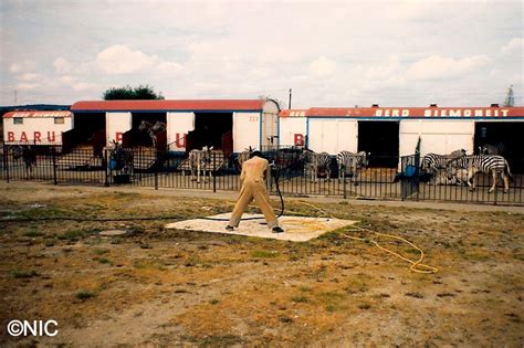On a parallel track, in the early 1870s, james a. Norberts Internationale Circuswelt: Circus Barum 1989