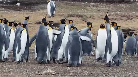 Plucky Penguins Slap Each Other To Impress Female Youtube