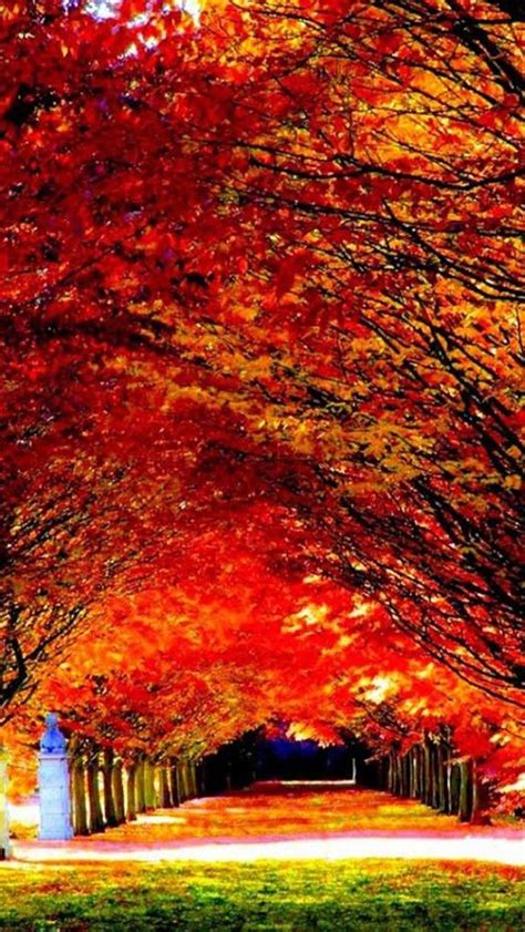 Autumn Red Tree Road Iphone 5s Wallpaper Nature Iphone Wallpaper
