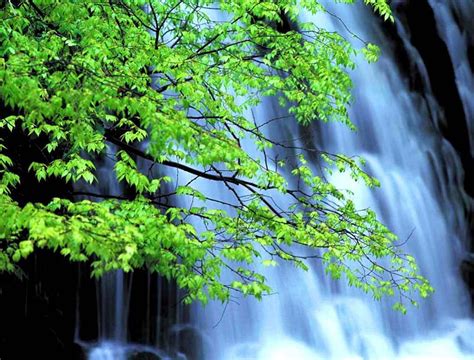 Waterfalls Forest Tree River Hd Wallpaper Peakpx