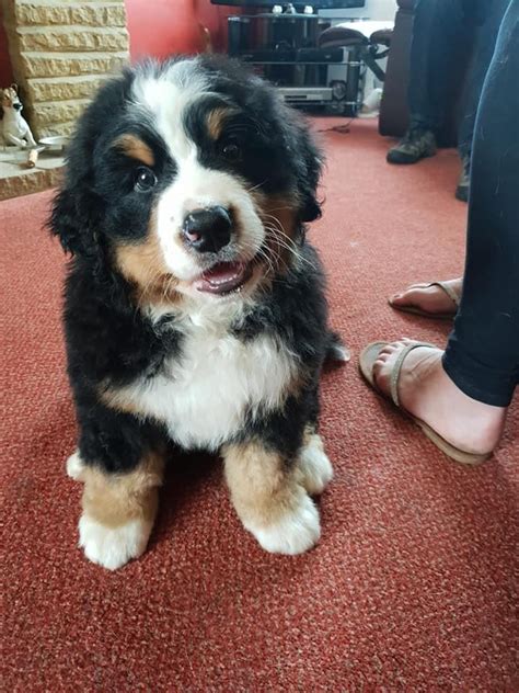 Two Healthy Bernese Mountain Dogs Puppies For Sale Dogs For Sale Price