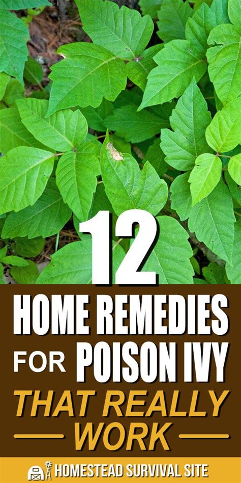 How To Treat A Poison Oak Poison Ivy Or Poison Sumac