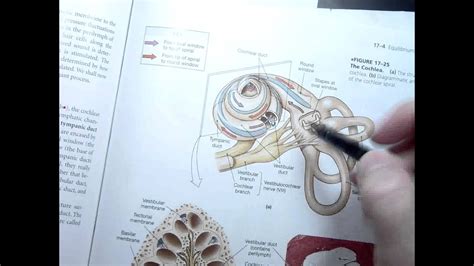 Anatomy 2 Lecture 3 7 Hearing Explained Youtube
