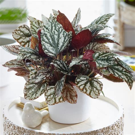 Begonia Rex Jolly Silver Home Office 20 30cm Potted Plant Free Uk