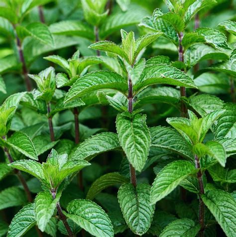Mojito Mint Herb Plants For Sale Free Shipping