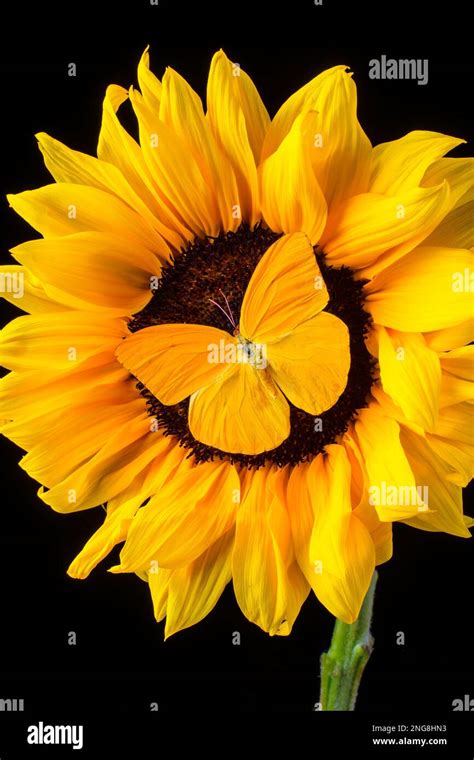 Insects On Sunflower Hi Res Stock Photography And Images Alamy