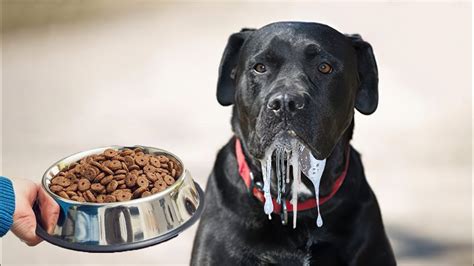 Are There Dry Mouth Mastiff