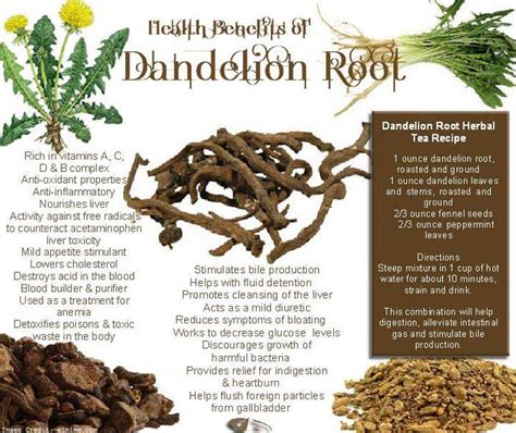 You Shouldnt Miss Out These 25 Benefits Of Dandelion Root Extract