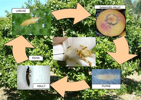 Life Cycle Of Kellys Citrus Thrips Pezothrips Kellyanus Life Cycle Of